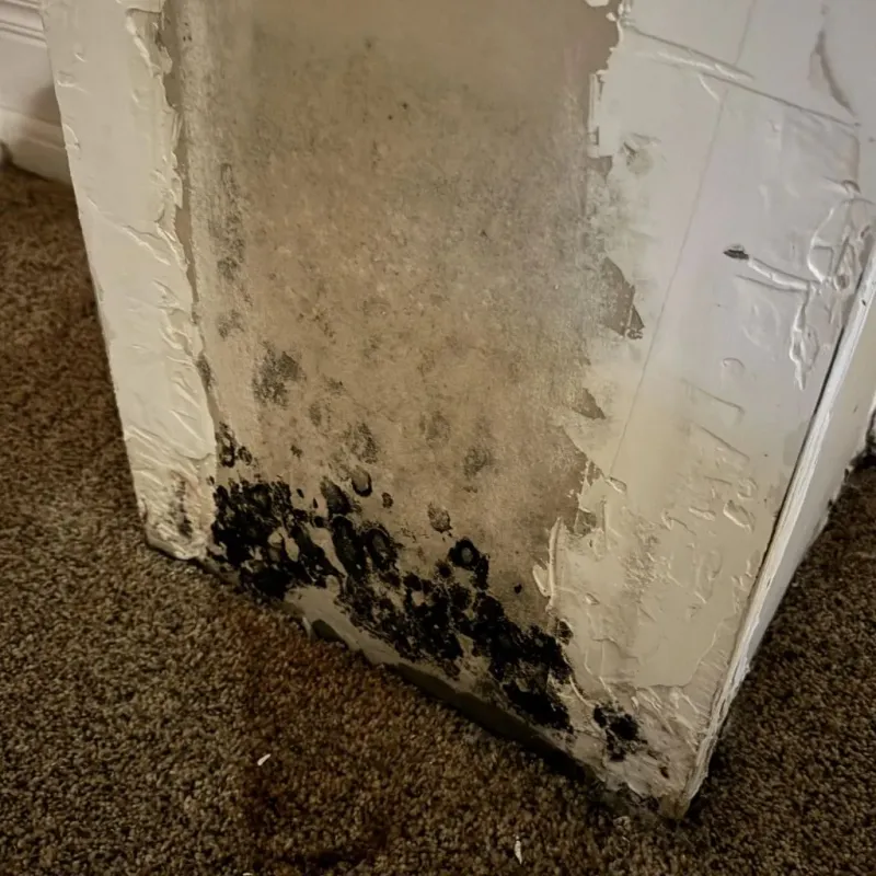 Professional Mold Removal in Graham County, KS